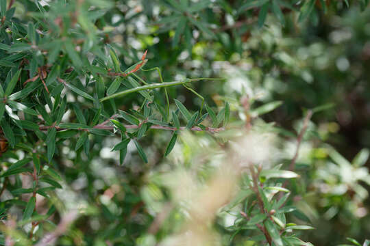 Image of Smooth Stick Insect