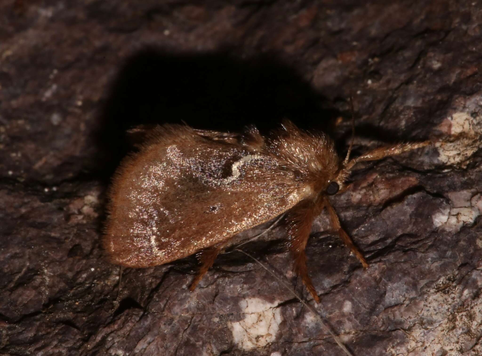 Image of <i>Euclea obliqua</i> Hy. Edwards 1886