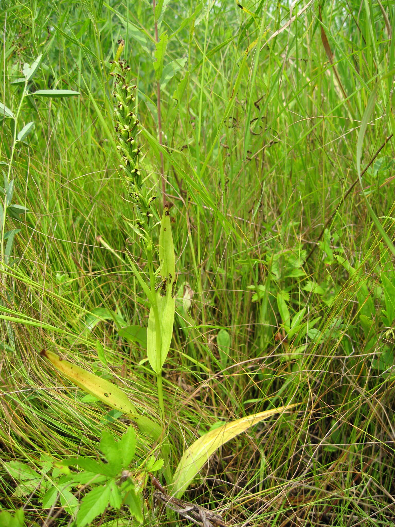 Image of palegreen orchid