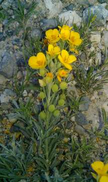 Image of Fendler's bladderpod