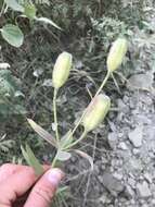 Lilium concolor var. partheneion (Siebold & de Vriese) Baker resmi