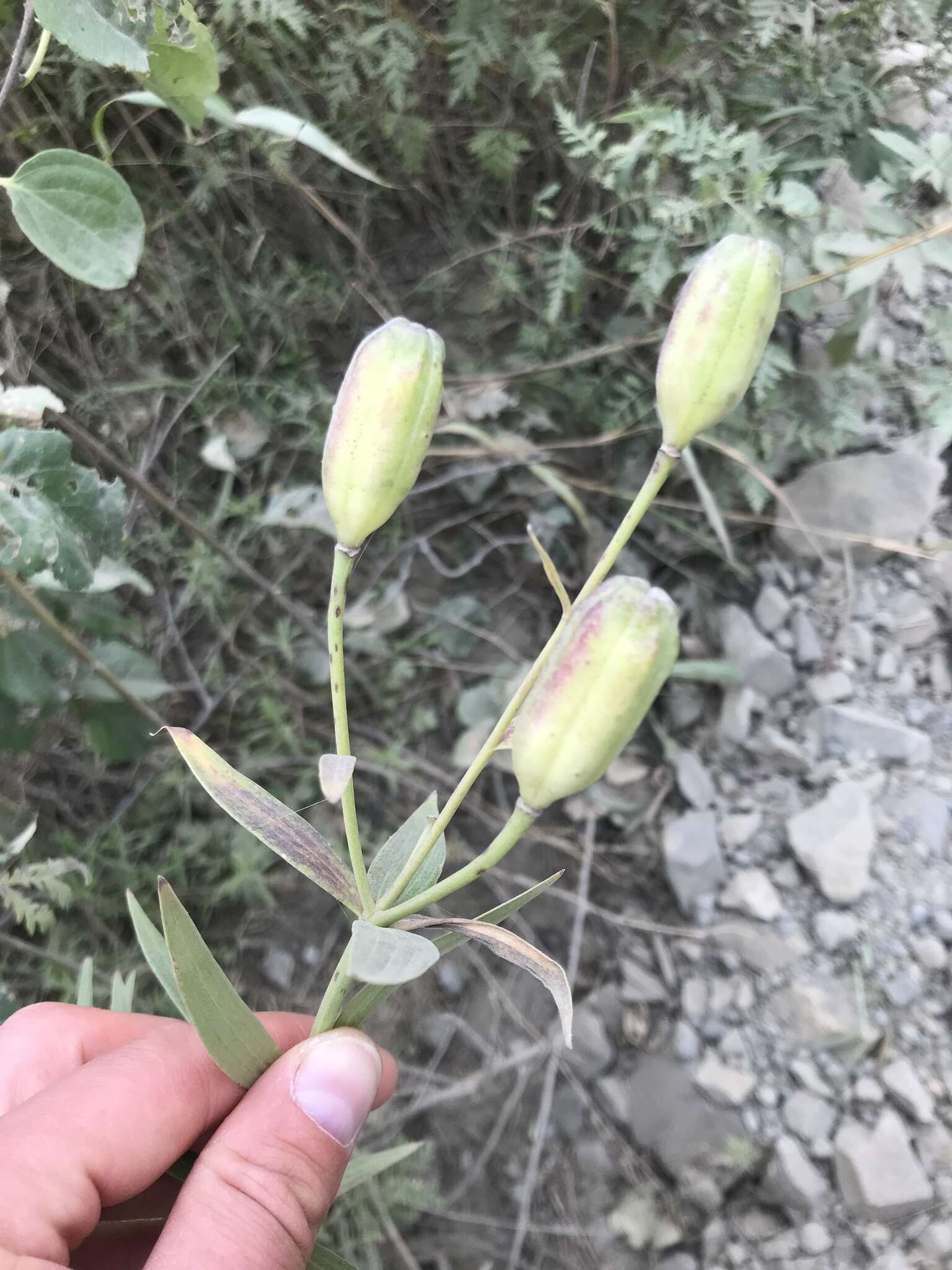 Image of Lilium concolor var. partheneion (Siebold & de Vriese) Baker