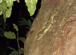 Image of Southern Leaf-tailed Gecko