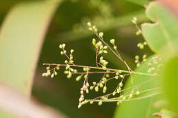 Image de Isachne distichophylla Munro ex Hillebr.