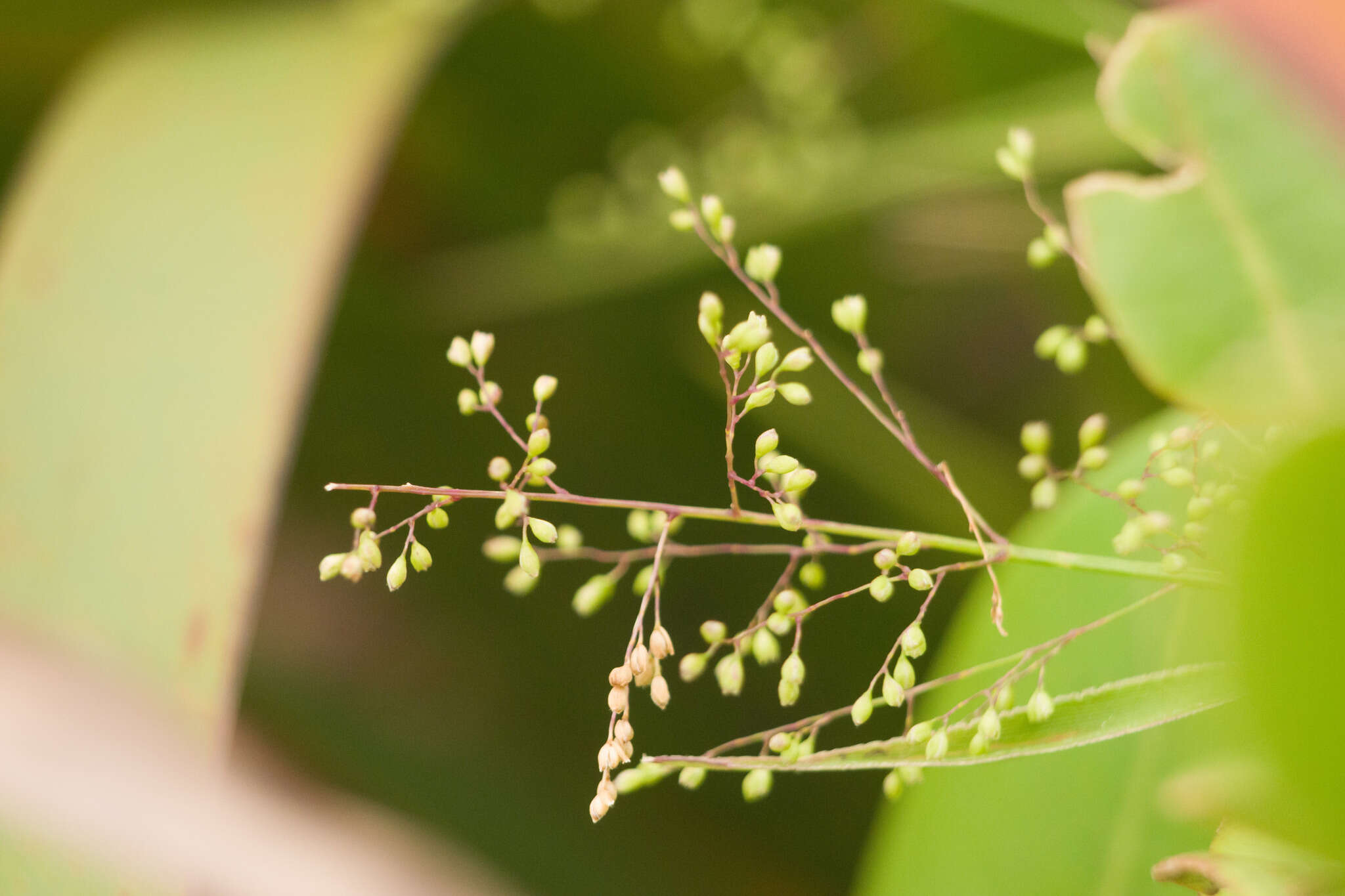 Plancia ëd Isachne distichophylla Munro ex Hillebr.