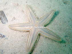 Image of Astropecten platyacanthus (Philippi 1837)