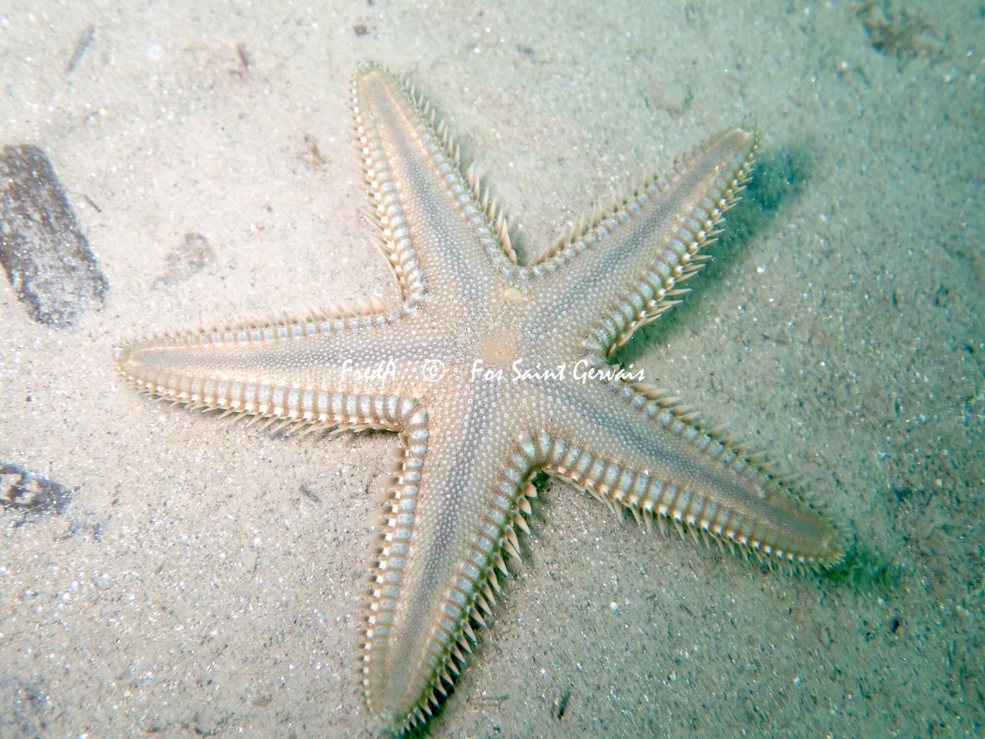 Image of Astropecten platyacanthus (Philippi 1837)