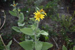 Image of little sunflower