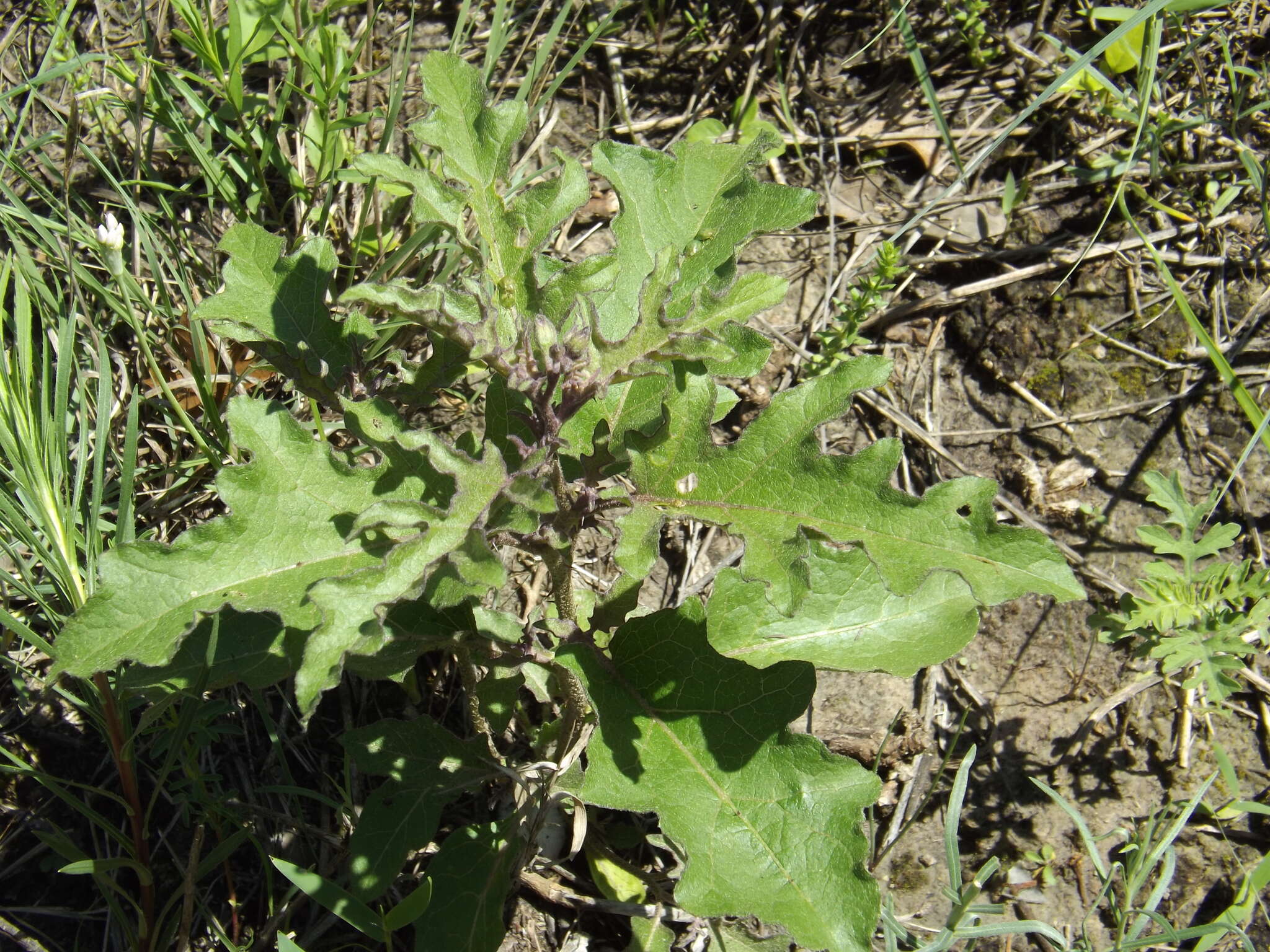 Imagem de Solanum dimidiatum Rafin.