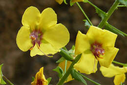 Sivun Verbascum arcturus L. kuva