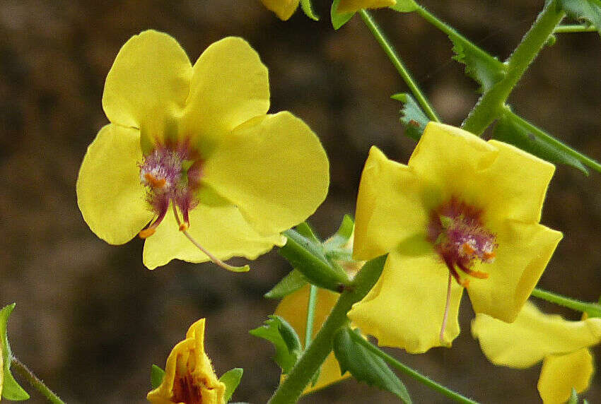 Image of Verbascum arcturus L.