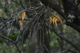 Imagem de Dendrobium aqueum Lindl.