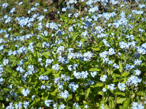 Image de Myosotis latifolia Poir.