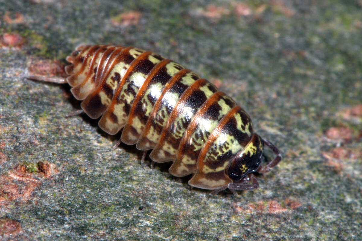 Imagem de Armadillidium pictum Brandt 1833