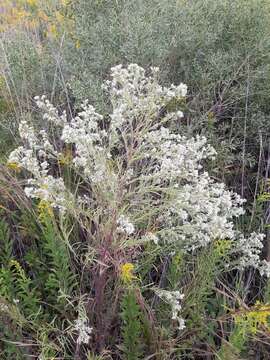 Image of hyssopleaf thoroughwort