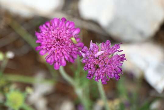 Image of Knautia dalmatica G. Beck