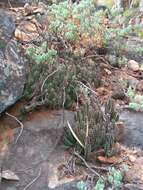 Plancia ëd Ceropegia guttata subsp. reticulata (Masson) Bruyns