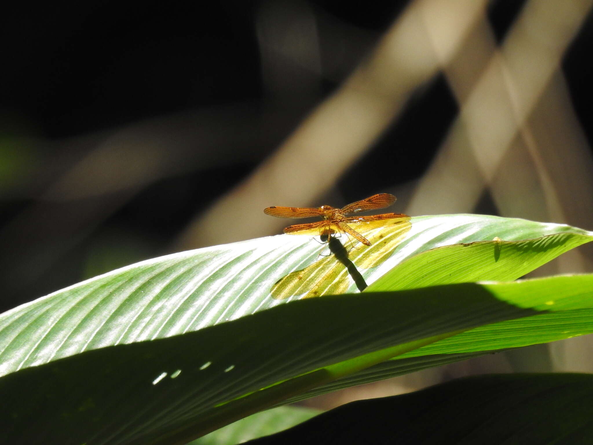 Слика од Perithemis icteroptera (Selys ex Sagra 1857)