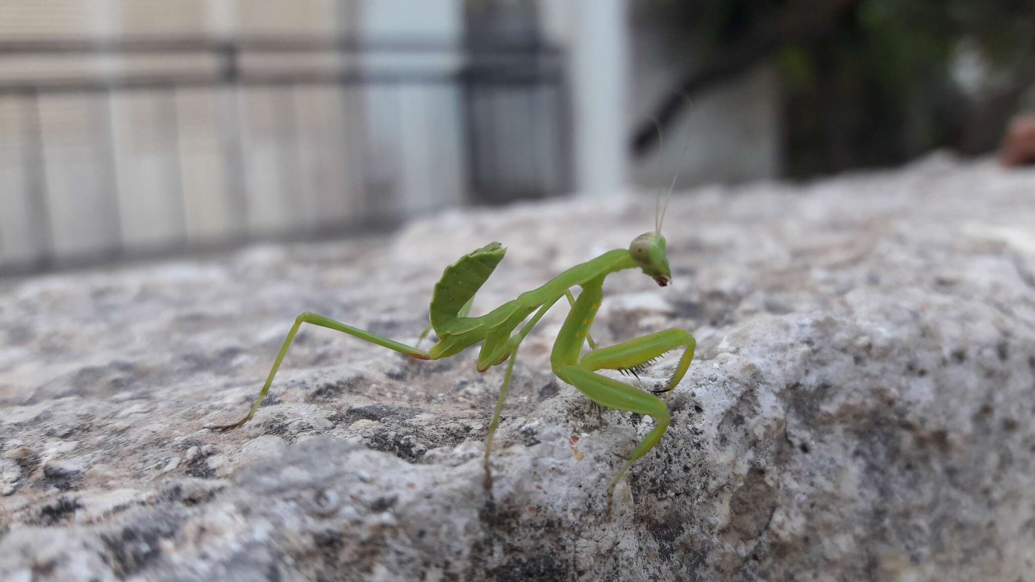 Image of African mantis