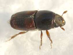 Image of Banded Elm Bark Beetle