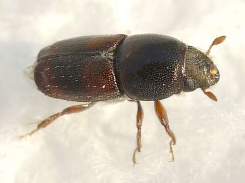 Image of Banded Elm Bark Beetle