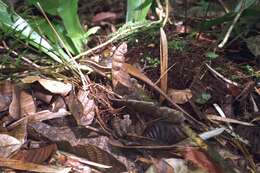 Image of Madagascar Girdled Lizard