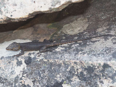 Image of False girdled lizards