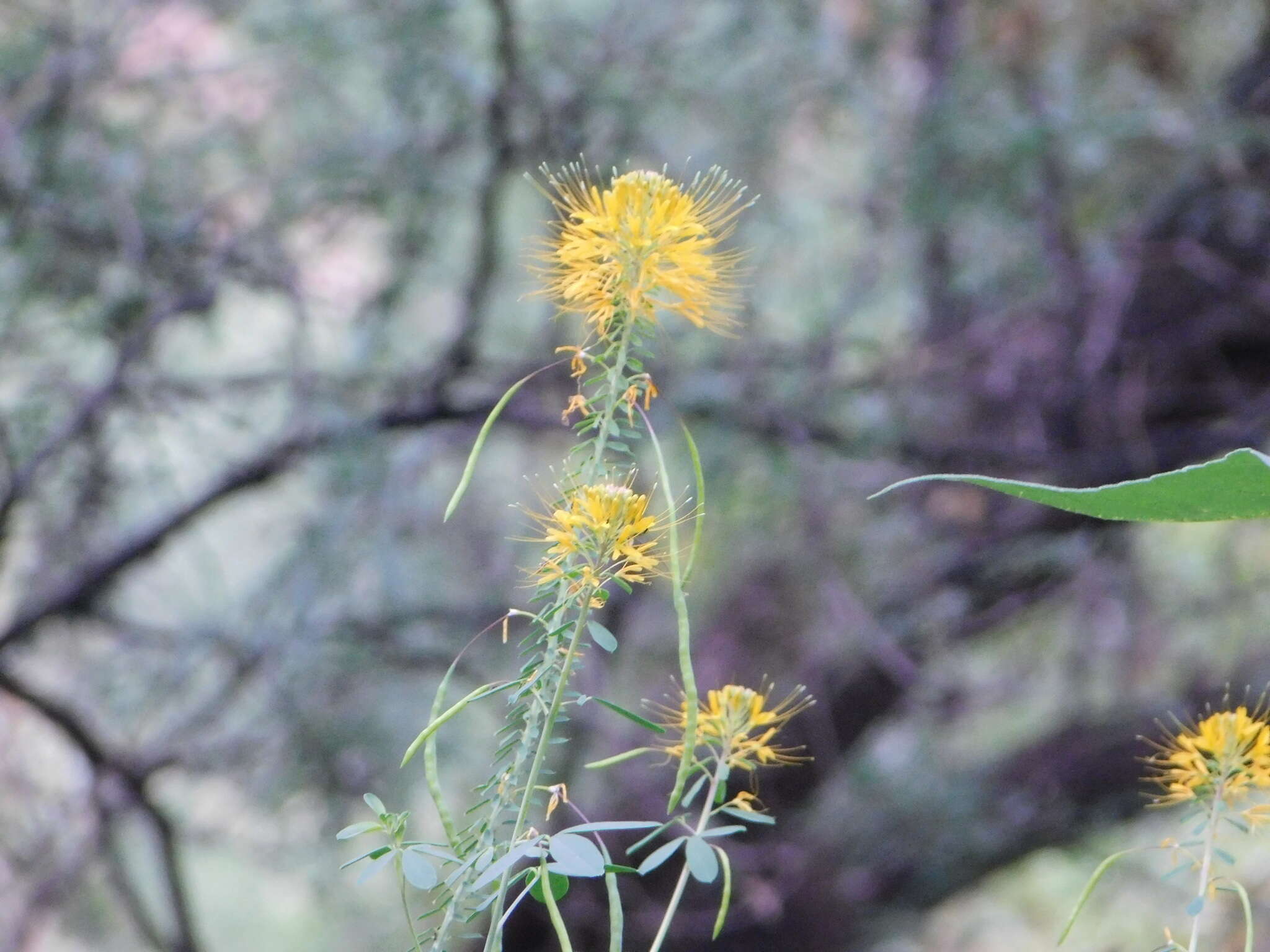 Image of Jones' Beeplant