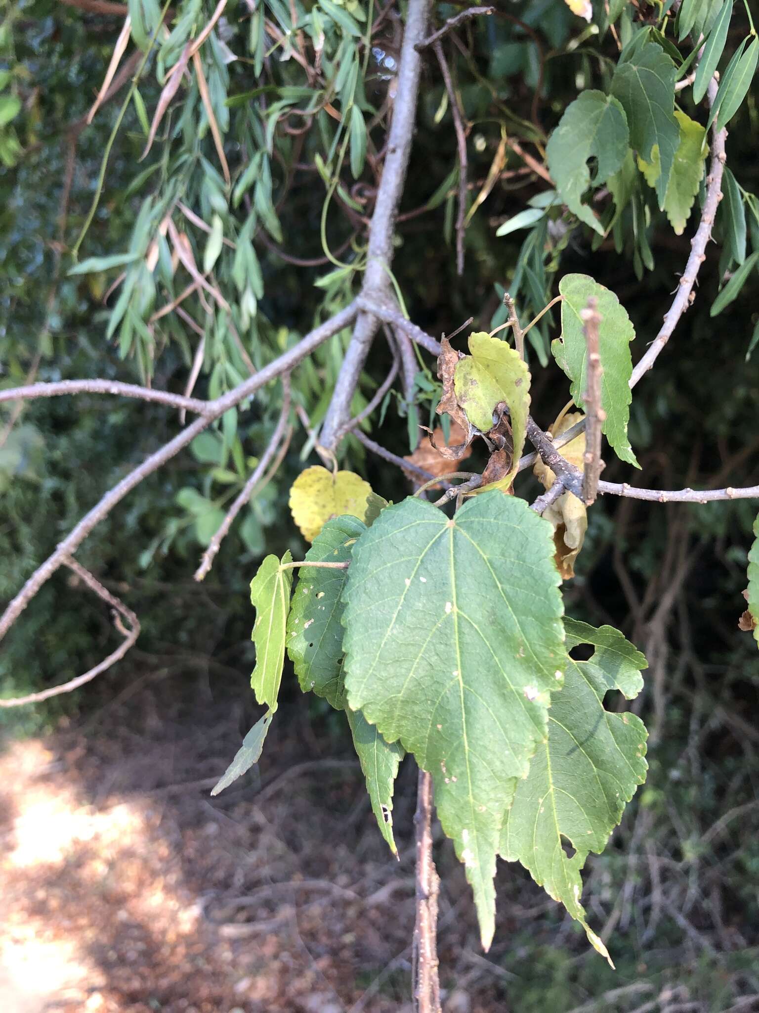 Image of Natal wild pear