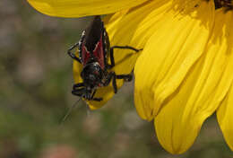 Plancia ëd Apiomerus montanus Berniker & Szerlip ex Berniker et al. 2011