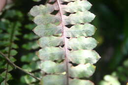 Polypodium rhodopleuron Kunze的圖片