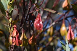 Imagem de Eucalyptus forrestiana Diels