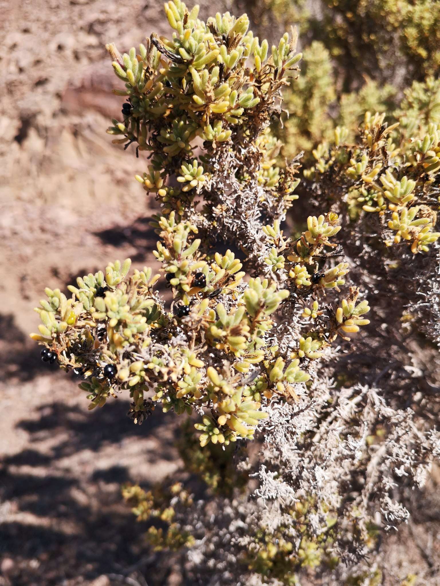 Image de Nolana aplocaryoides (Gaudichaud) I. M. Johnst.