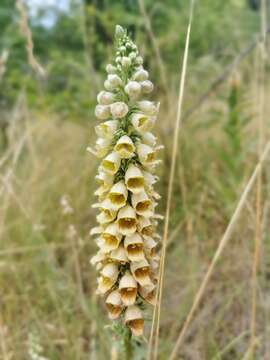 Imagem de Digitalis ferruginea L.