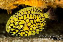 Image of pinecone fishes