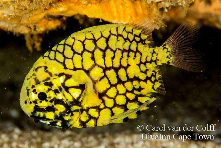 Image of pinecone fishes