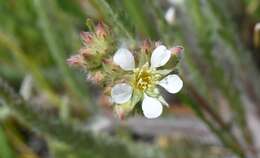 Image de Ivesia sericoleuca (Rydb.) Rydb.