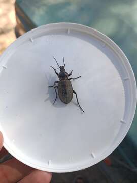 Image of Carabus (Macrothorax) morbillosus Fabricius 1792