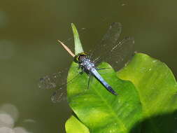 Imagem de Chalybeothemis chini Dow, Choong & Orr 2007