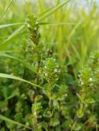 Image of arctic eyebright