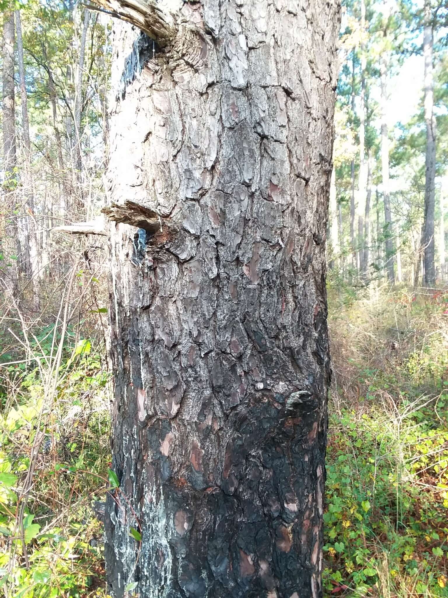 Imagem de Pinus glabra Walter