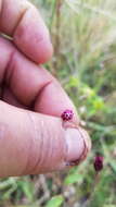 Image of Florestina platyphylla (B. L. Rob. & Greenm.) B. L. Rob. & Greenm.