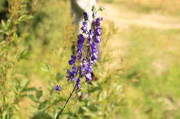 Слика од Aconitum napellus subsp. fissurae (E. I. Nyárády) W. Seitz