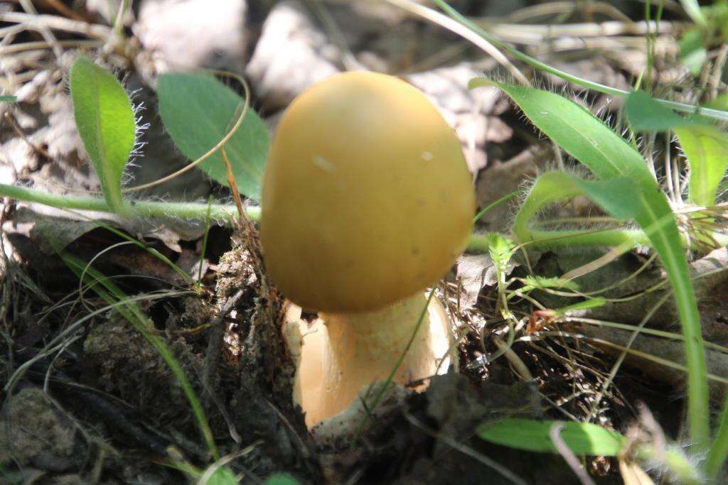 Image de Amanita contui Bon & Courtec. 1989