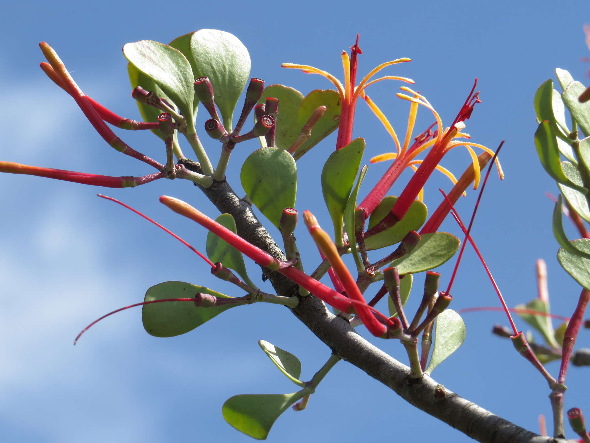 Image of Psittacanthus palmeri (Watson) Barlow & Wiens