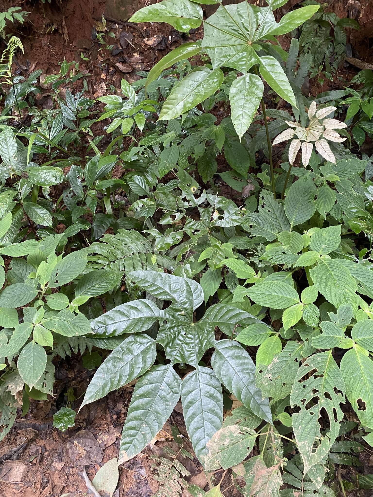 Image of Trevesia palmata (Roxb. ex Lindl.) Vis.