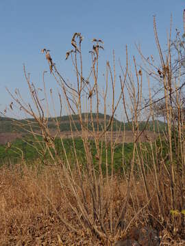 Image of Strobilanthes callosa Wall. ex Nees