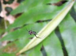 Image of Leucauge xiuying Zhu, Song & Zhang 2003