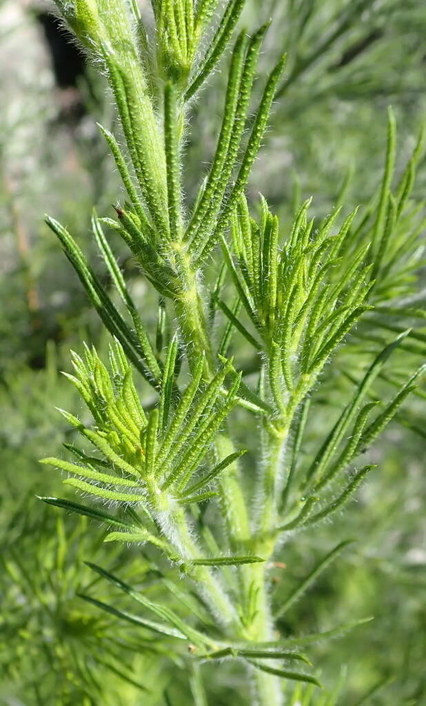 Image de Psoralea floccosa