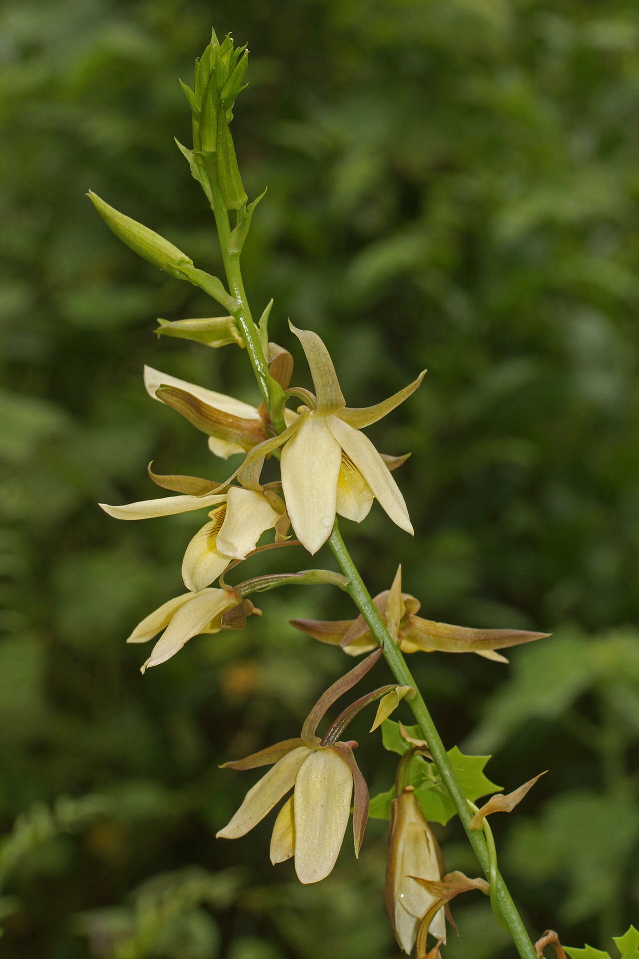 Image of Eulophia calanthoides Schltr.